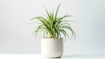 Photo of Spider Plant in minimalist pot as houseplant for home decoration. Generative AI