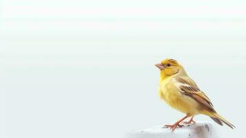 Photo of a finch bird on white background. Generative AI