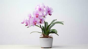 Photo of Cattleya in minimalist pot as houseplant for home decoration isolated on white background. Generative AI