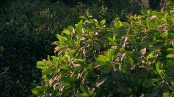 en vibrerande grön buske upplyst förbi de värma solljus video