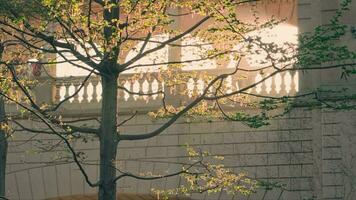 un árbol en frente de un edificio con un balcón video