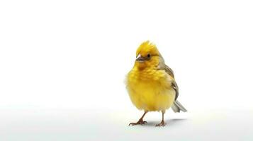 Photo of a canary bird on white background. Generative AI