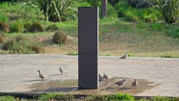 aves reunido alrededor un pequeño agua fuente video