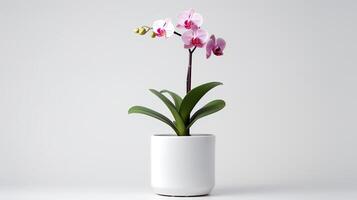 Photo of orchid in minimalist pot as houseplant for home decoration isolated on white background. Generative AI