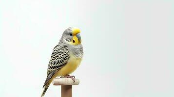 foto de un periquito pájaro en blanco antecedentes. generativo ai