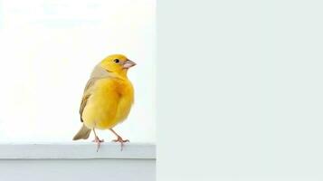 Photo of a finch bird on white background. Generative AI