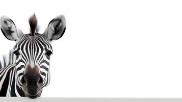 Photo of a cute zebra on white background. Created by