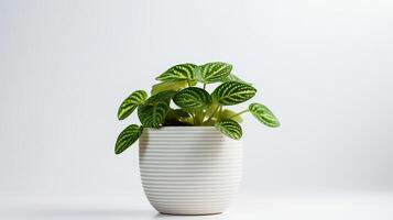 Photo of Ficus lyrata in minimalist pot as houseplant for home decoration isolated on white background. Generative AI