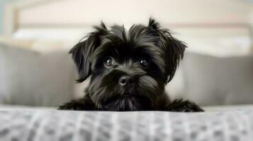 Portrait of Affenpinscher lying on bed photo