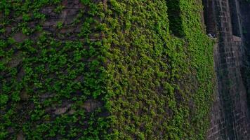 A building covered in lush vines, seen from a bird's eye view video
