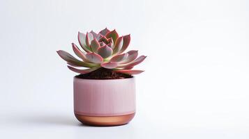 foto de echeveria en minimalista maceta como planta de casa para hogar decoración aislado en blanco antecedentes. generativo ai