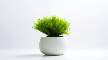 Photo of Java Moss in minimalist pot as houseplant for home decoration isolated on white background.