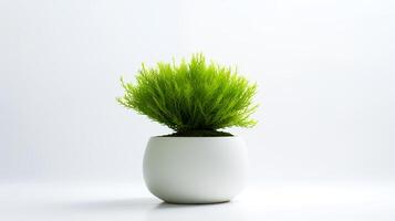 foto de Java musgo en minimalista maceta como planta de casa para hogar decoración aislado en blanco antecedentes. generativo ai