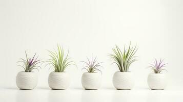 Photo of ornamental plants in minimalist pot as houseplant for home decoration isolated on white background. Generative AI