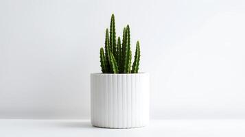 Photo of Organ pipe cactus in minimalist pot as houseplant for home decoration isolated on white background. Generative AI