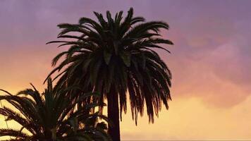 A palm tree silhouetted against a vibrant purple sky video