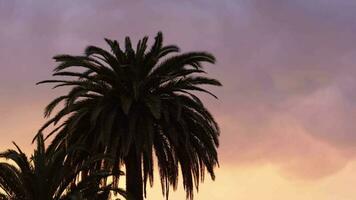 un palma árbol silueta en contra un nublado cielo video