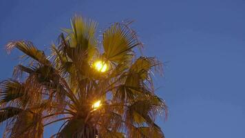 ein Palme Baum mit ein Straße Licht im das Hintergrund video