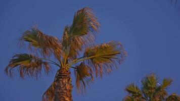 un' palma albero con un' blu cielo nel il sfondo video
