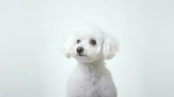 Photo of a poodle dog on white background. Generative AI