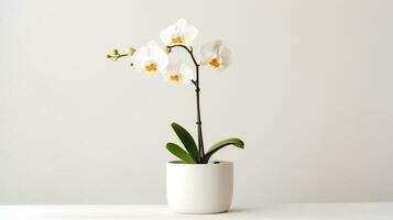 Photo of orchid in minimalist pot as houseplant for home decoration isolated on white background. Generative AI