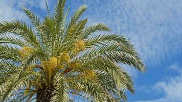 A palm tree against a clear blue sky video