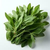 Photo of Green sage isolated on white background