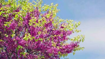 un vibrante árbol con púrpura flores y lozano verde hojas video