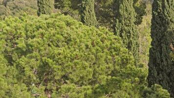 un denso bosque con un vibrante pabellón de arboles video