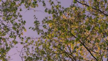 un árboles hojas en contra un vibrante púrpura cielo video