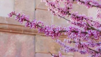 un' bellissimo albero con vivace viola fiori nel davanti di un' sbalorditivo edificio video