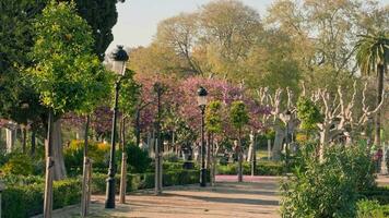 une serein sentier entouré par luxuriant des arbres dans une paisible parc réglage video