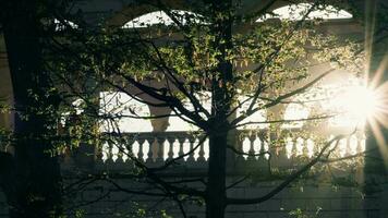 Sunlight filtering through tree branches video