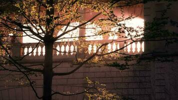 un árbol en frente de un edificio con un ventana video