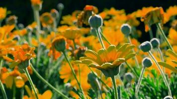 A vibrant field of yellow and white flowers video