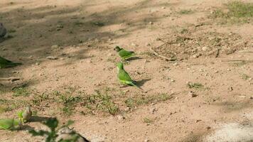 A flock of green birds perched on a field of dirt video