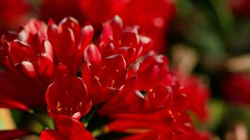 uma vibrante ramalhete do vermelho flores dentro uma decorativo vaso video