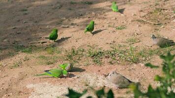 A flock of green birds perched on a dirt field video