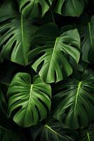 Photo of close-up monstera leafs on black background. Generative AI