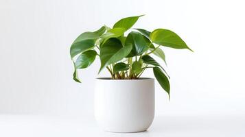 Photo of anubiasin minimalist pot as houseplant for home decoration isolated on white background.