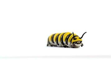 Photo of a monarch caterpillar on white background. Generative AI