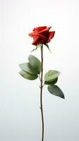 Photo of one stalk of rose flower isolated on white background. Generative AI