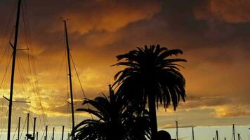 A palm tree silhouetted against a cloudy sky video