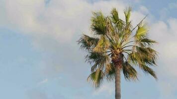 een palm boom tegen een Doorzichtig blauw lucht video