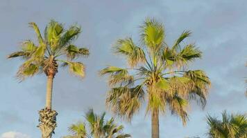 A beautiful palm tree grove under a clear blue sky video