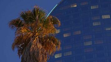 A palm tree in front of a tall building video