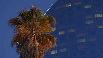 une paume arbre dans de face de une grand bâtiment video