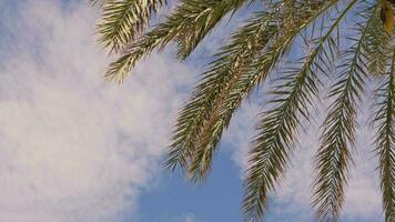 ein Palme Baum gegen ein Hintergrund von flauschige Wolken video