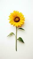Photo of one stalk of sunflower isolated on white background. Generative AI
