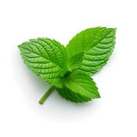 Photo of Mint leaf isolated on white background